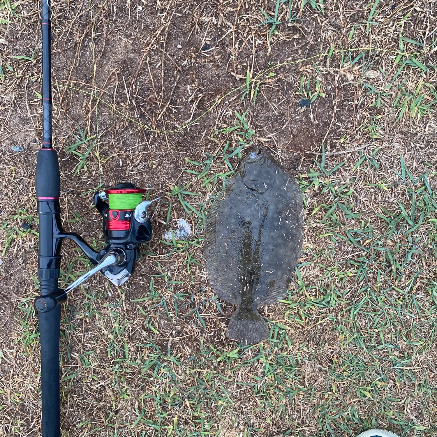 The most recent Largetooth flounder catches on Fishbrain