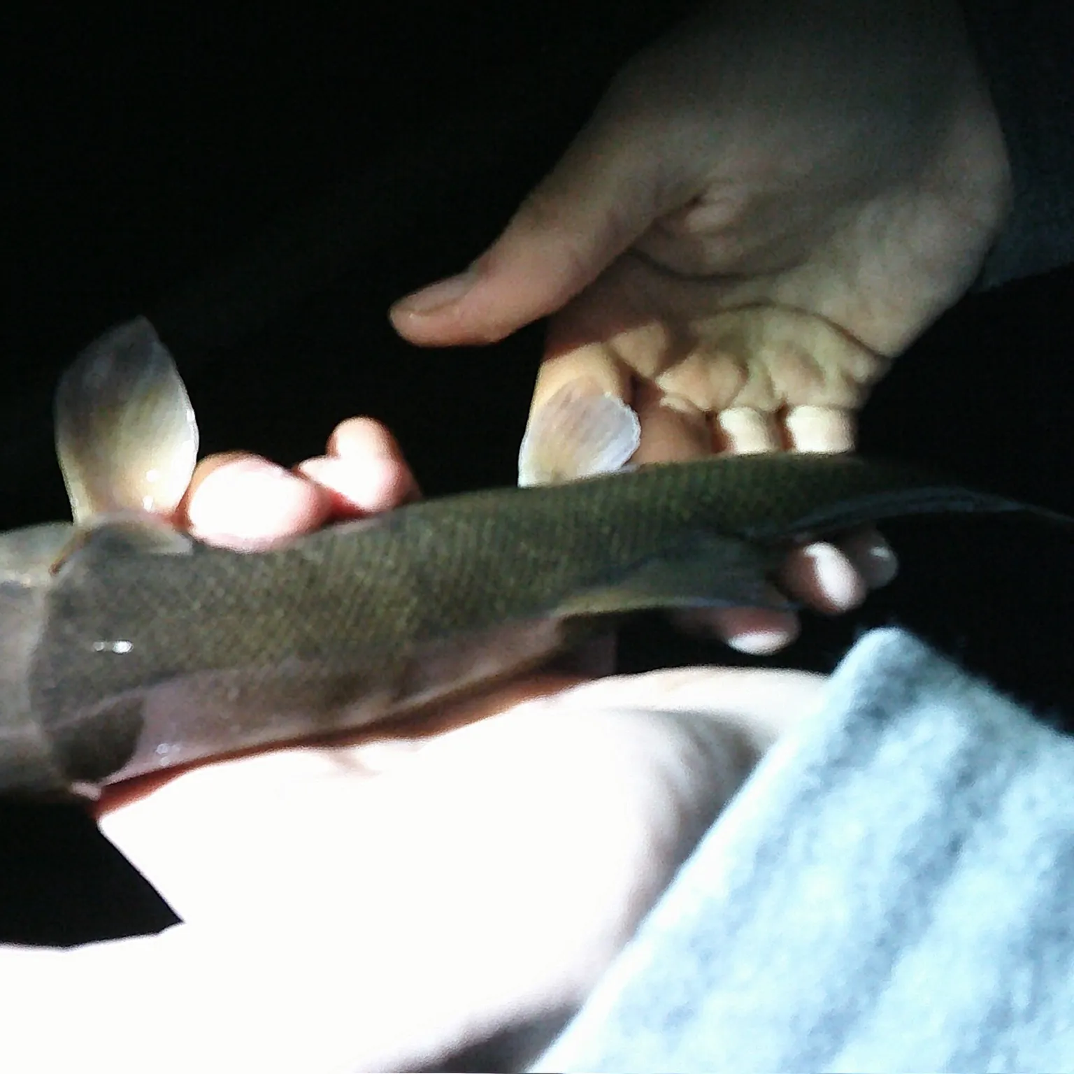 The most recent Sacramento sucker catches on Fishbrain