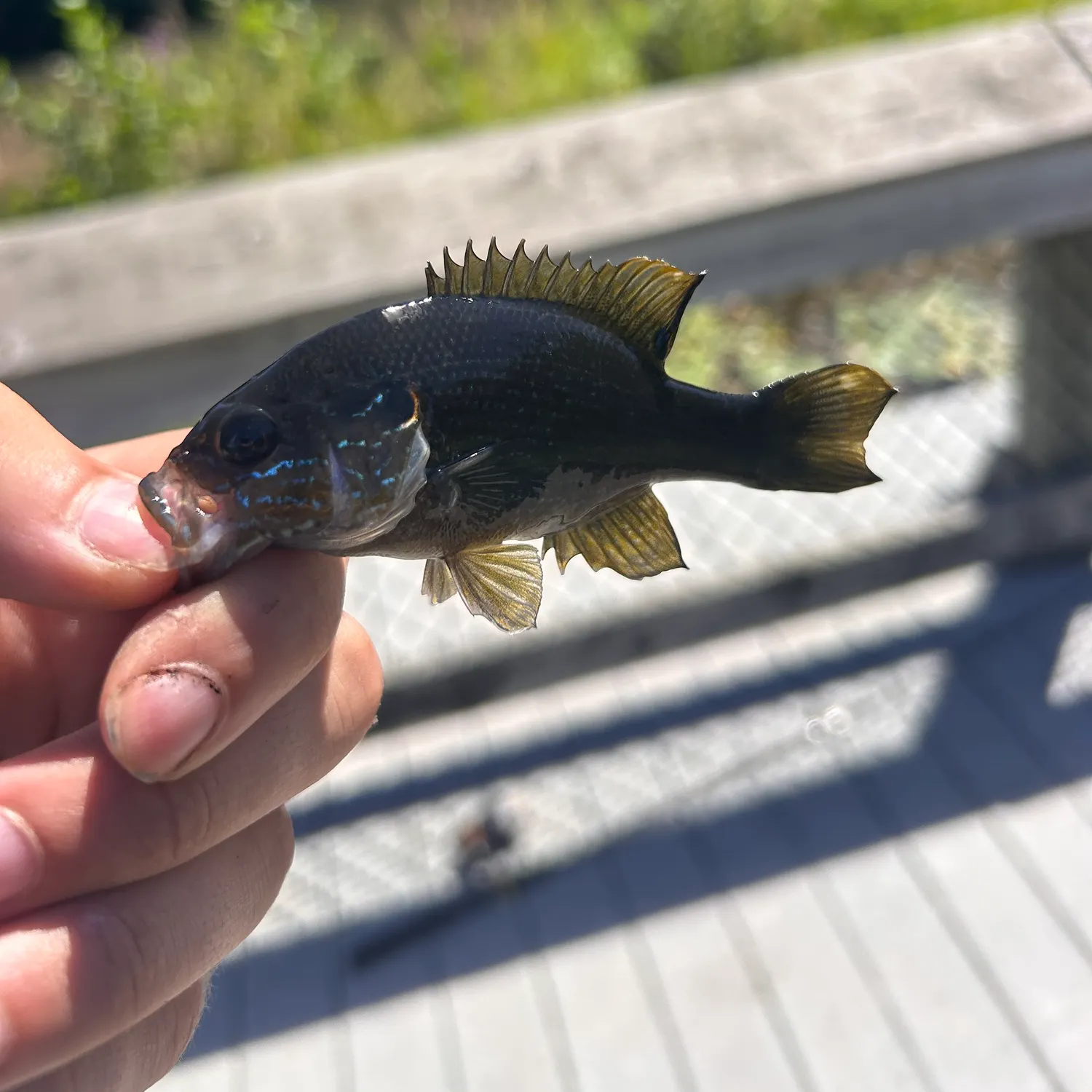 Green sunfish caught on Fishbrain