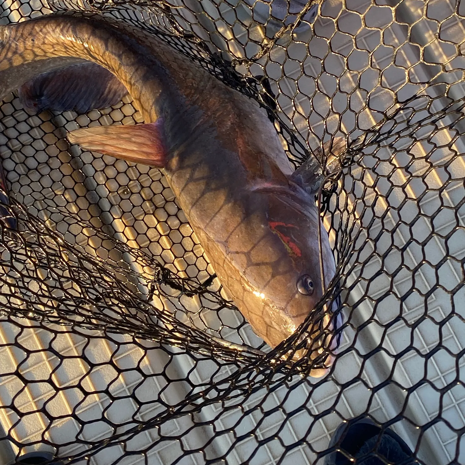 Channel catfish caught on Fishbrain