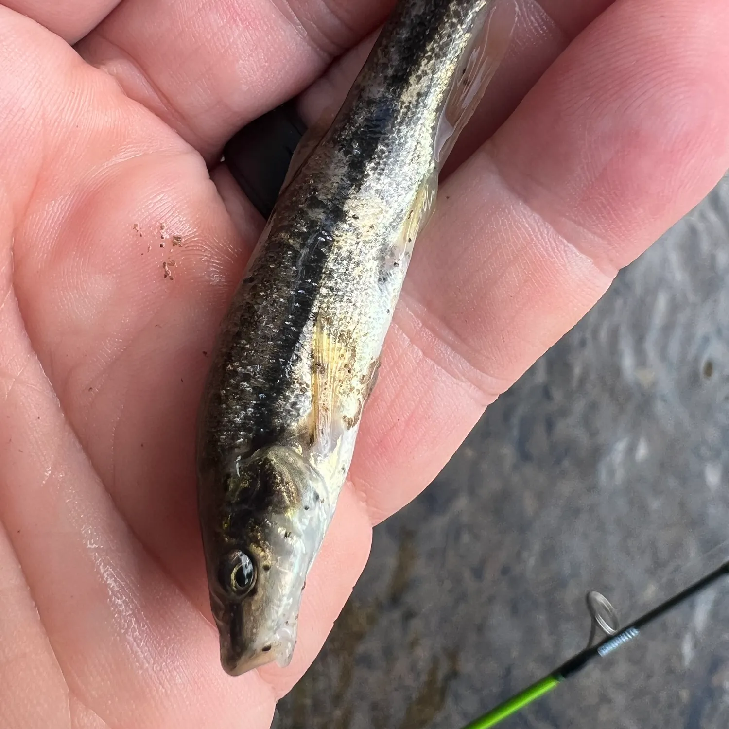 Eastern blacknose dace caught on Fishbrain