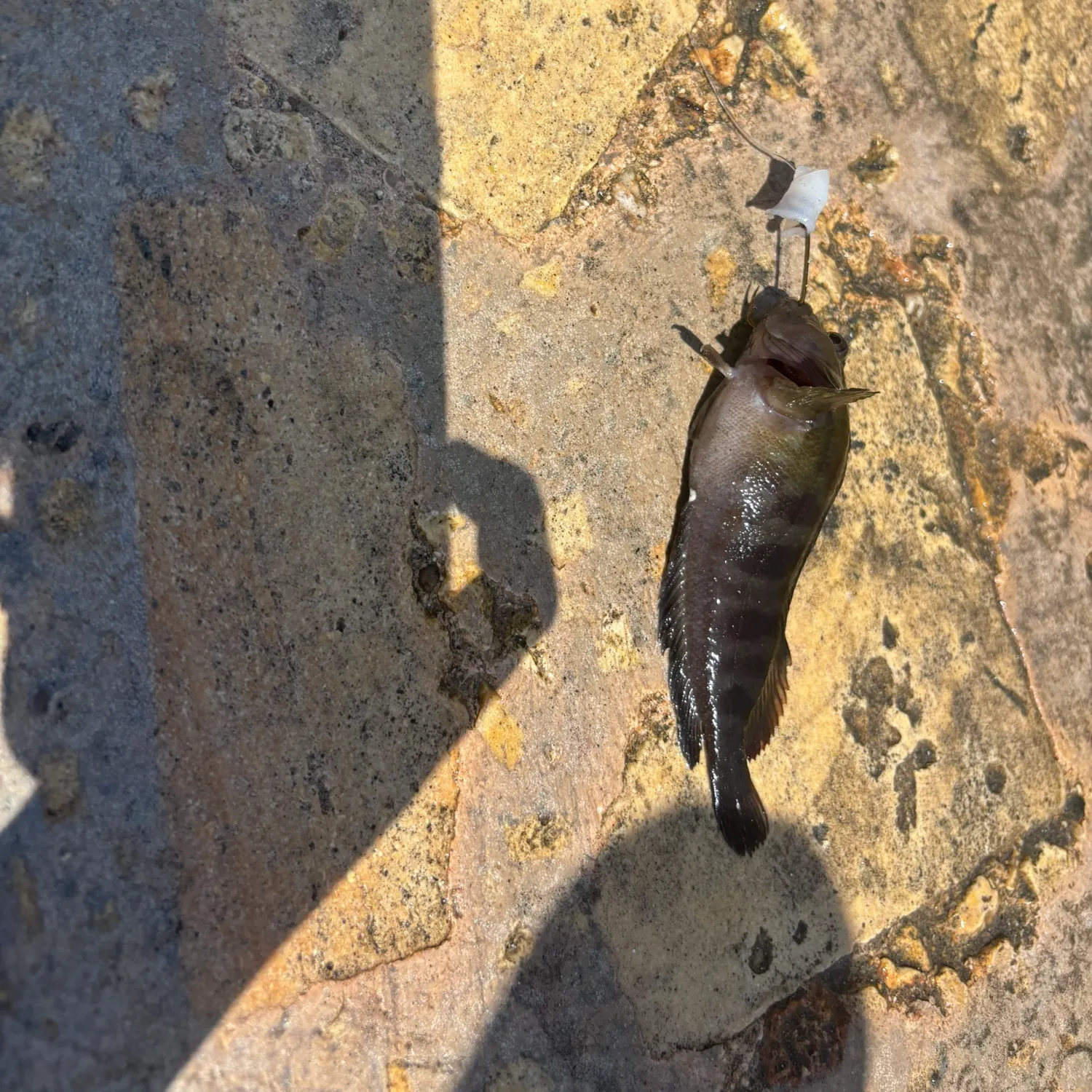 The most recent Hairy blenny catches on Fishbrain