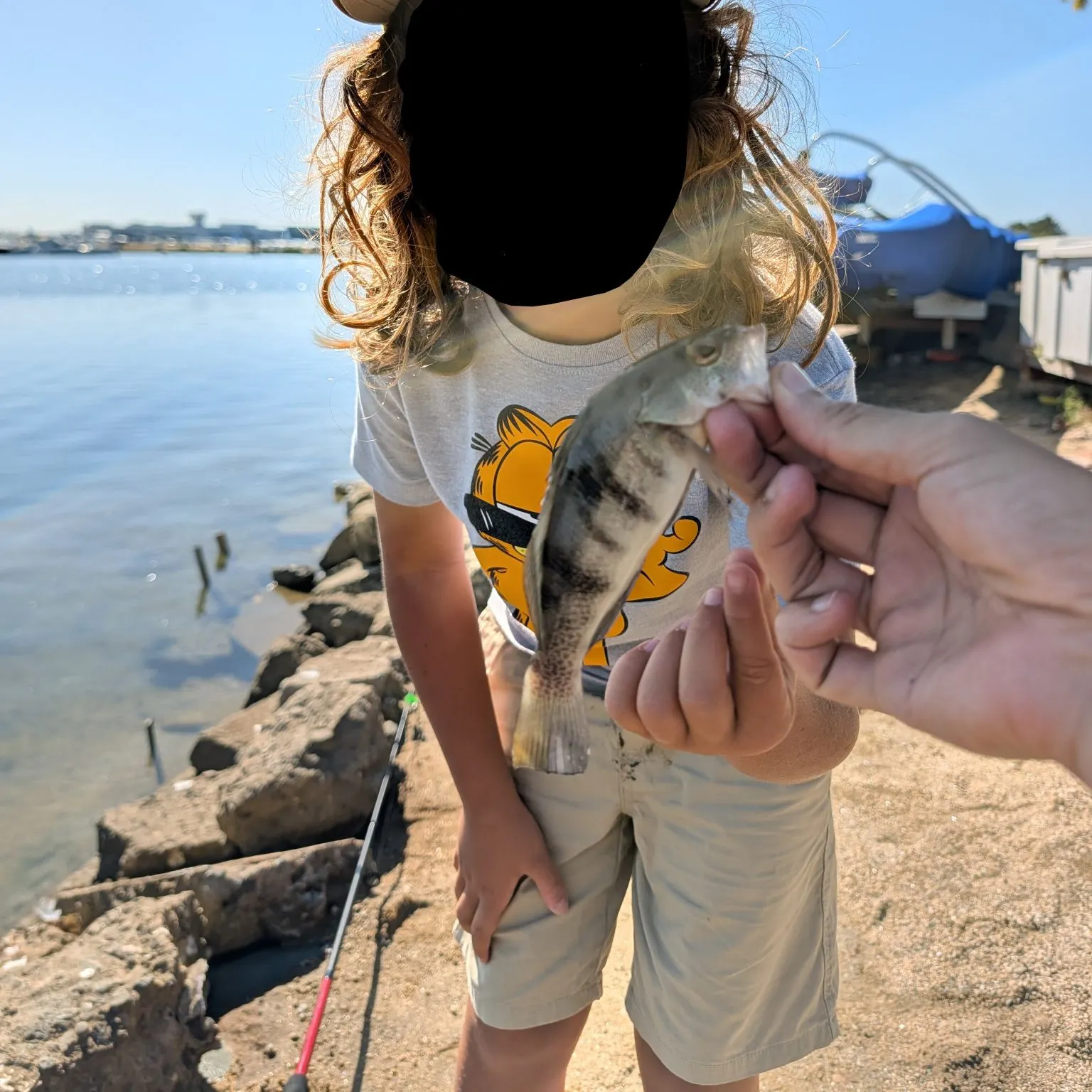 Barred sand bass caught on Fishbrain