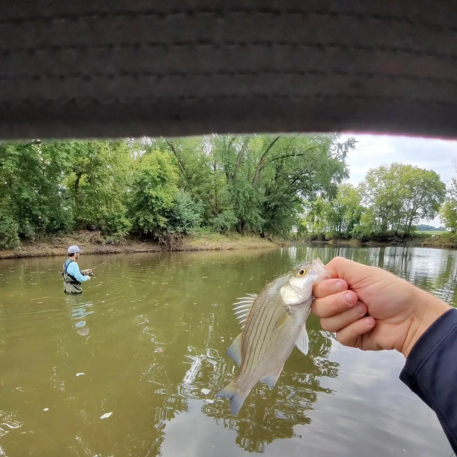White bass caught on Fishbrain