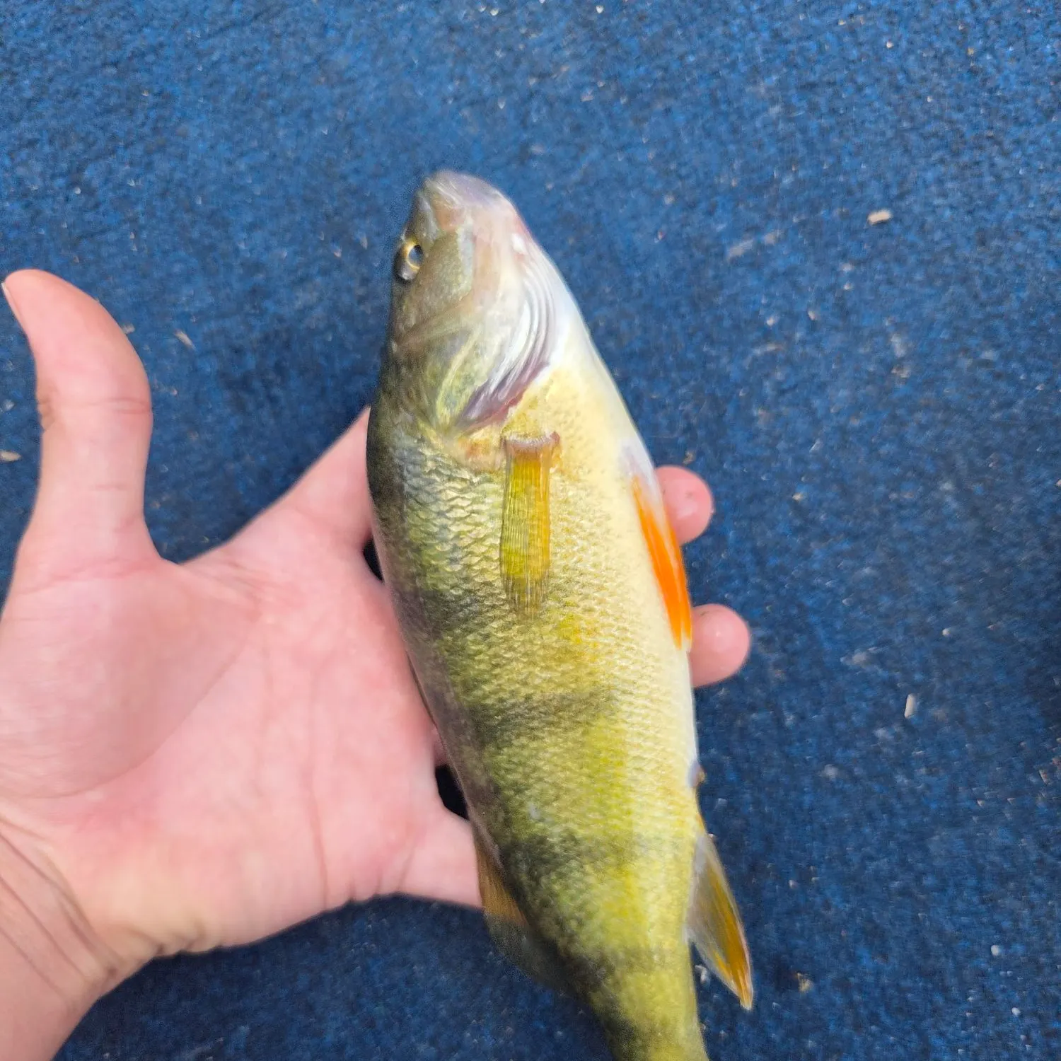 Yellow perch caught on Fishbrain