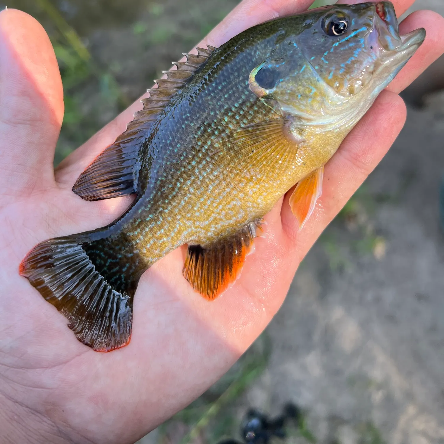 Green sunfish caught on Fishbrain