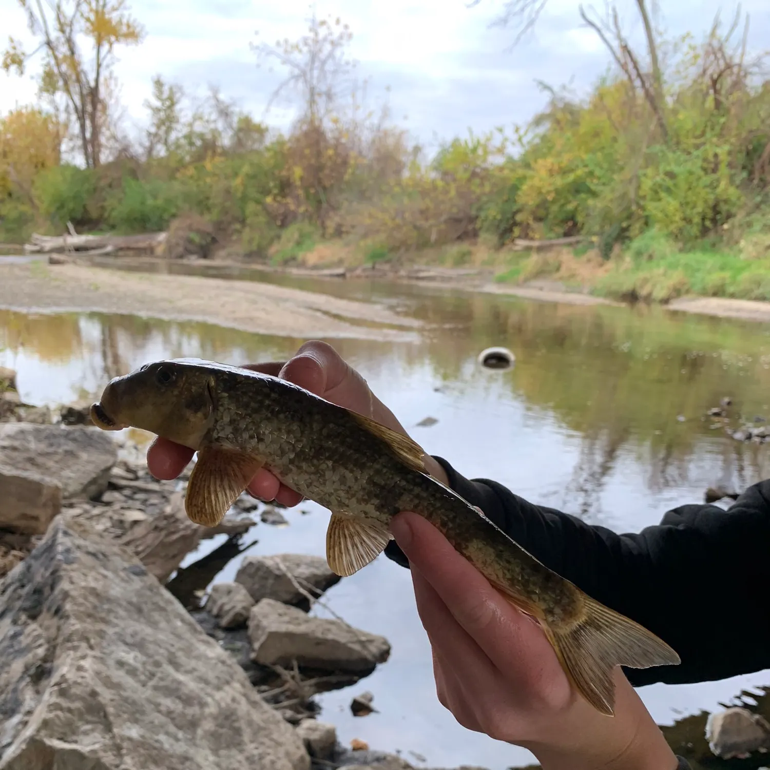 The most recent Northern hogsucker catches on Fishbrain