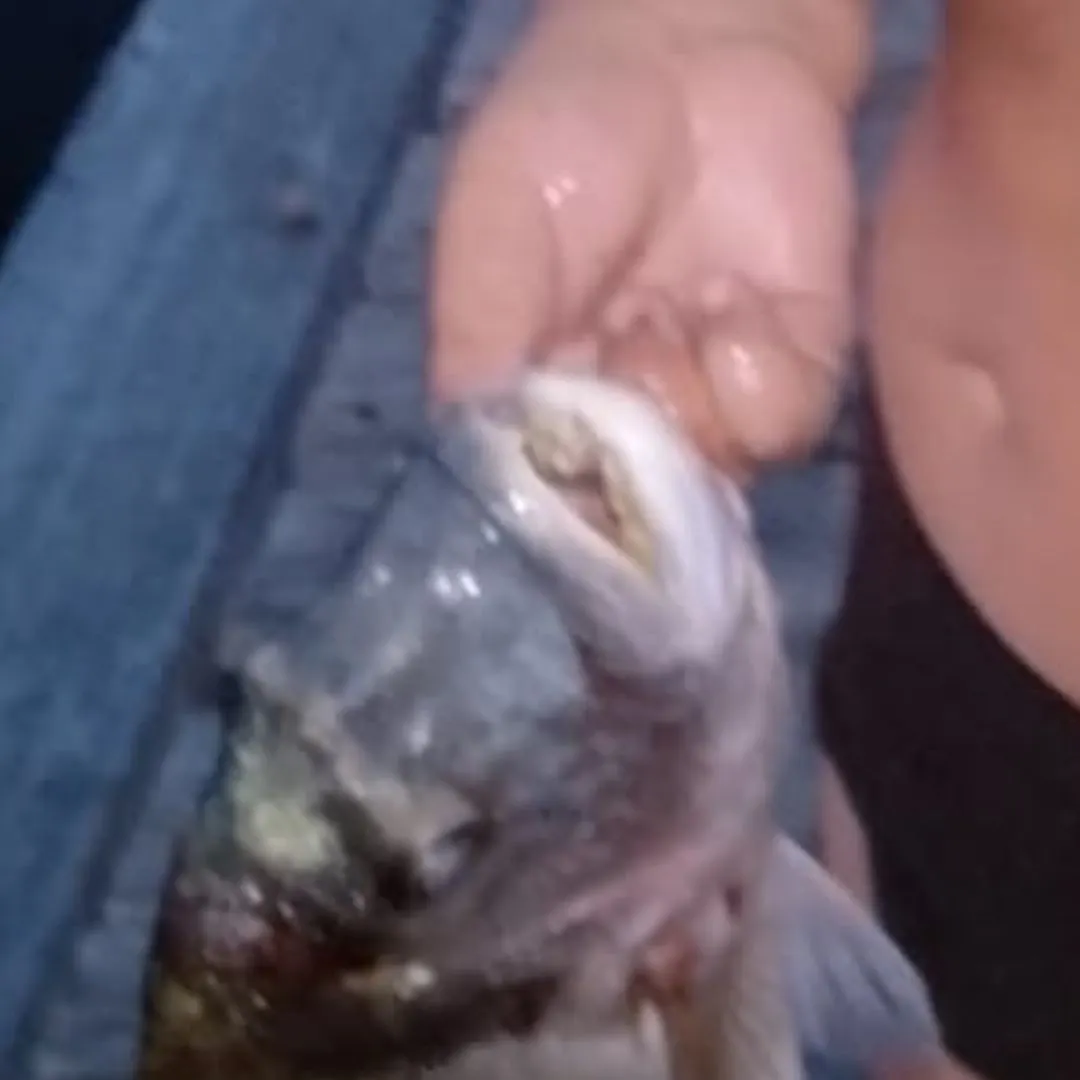 Gilthead seabream caught on Fishbrain