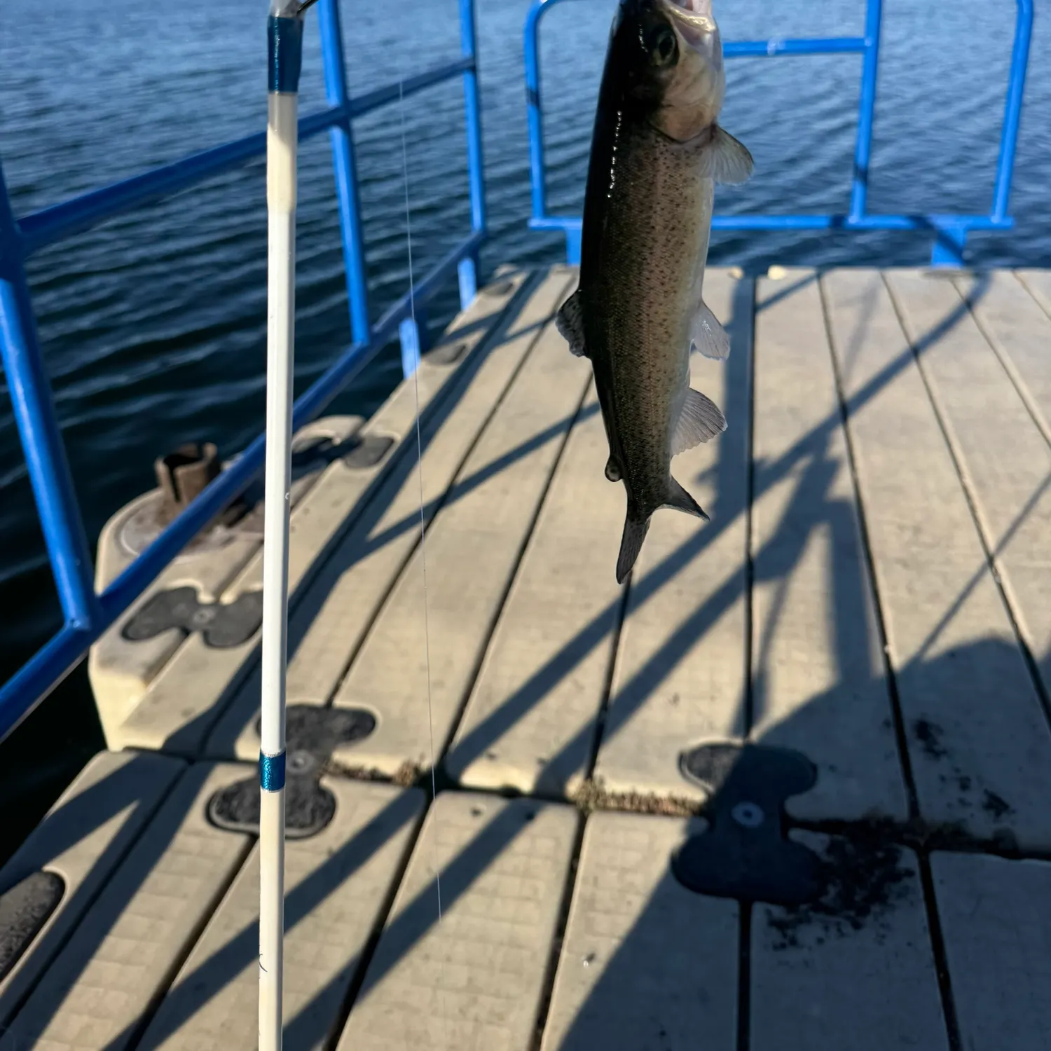 Rainbow trout caught on Fishbrain