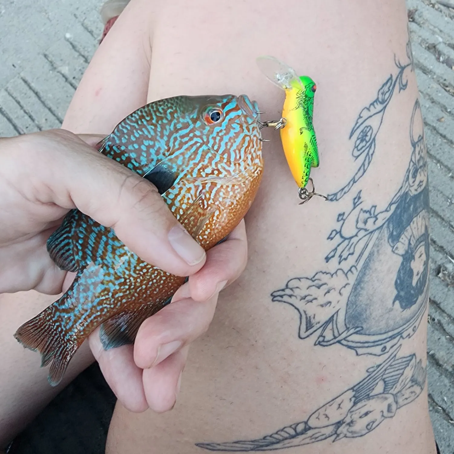recently logged catches