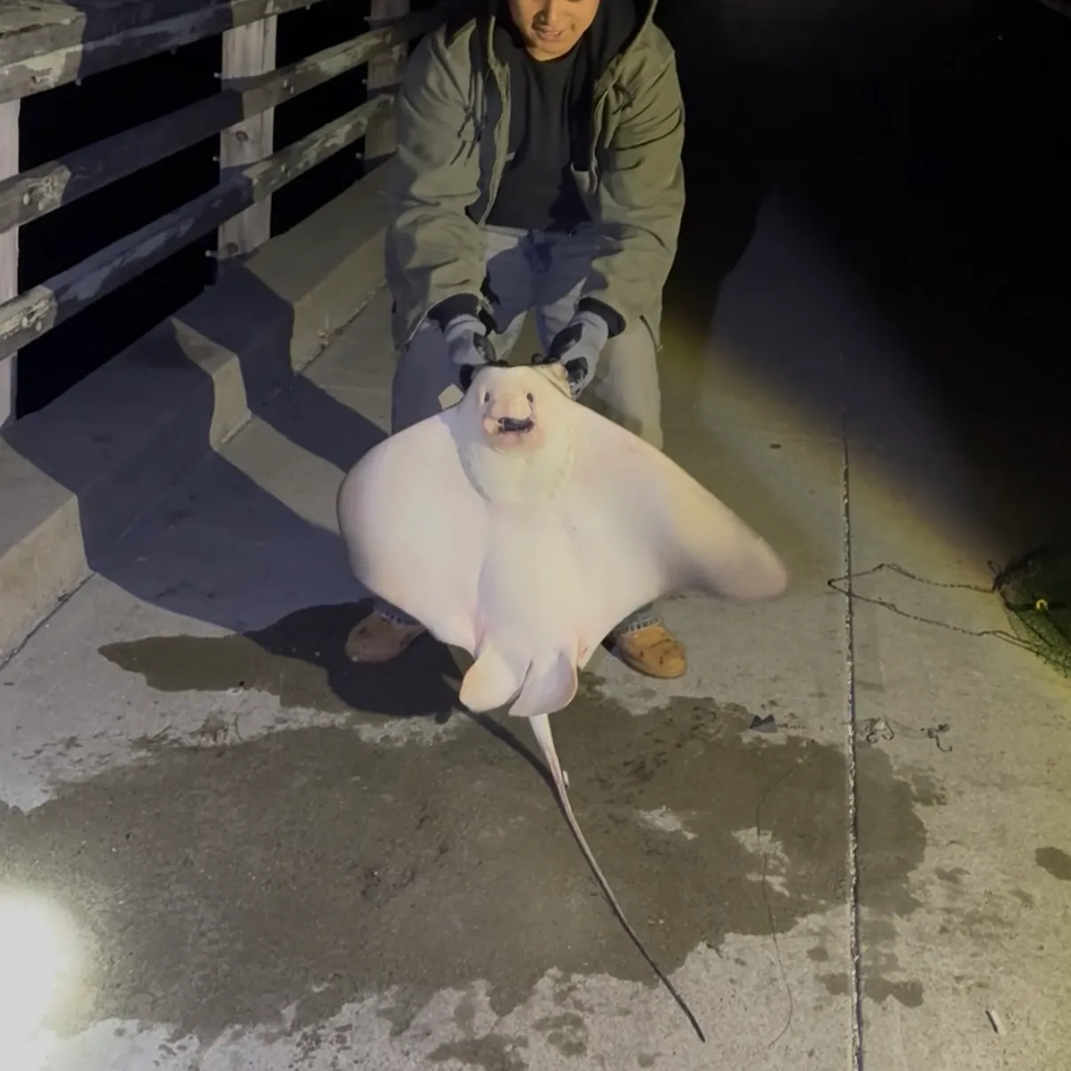 The most recent Bat eagle ray catches on Fishbrain