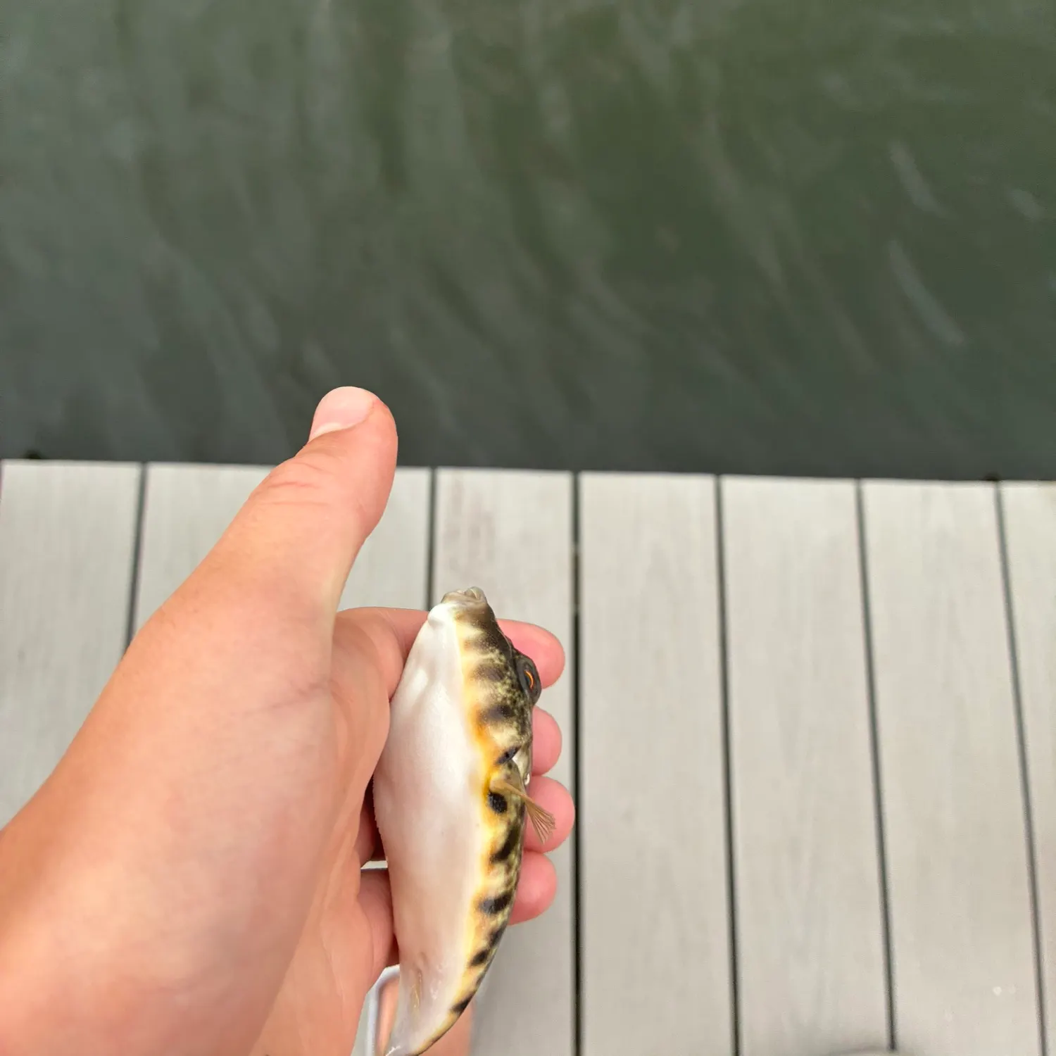 Northern puffer caught on Fishbrain