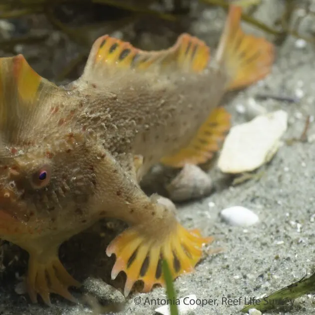 The most recent Great white shark catches on Fishbrain