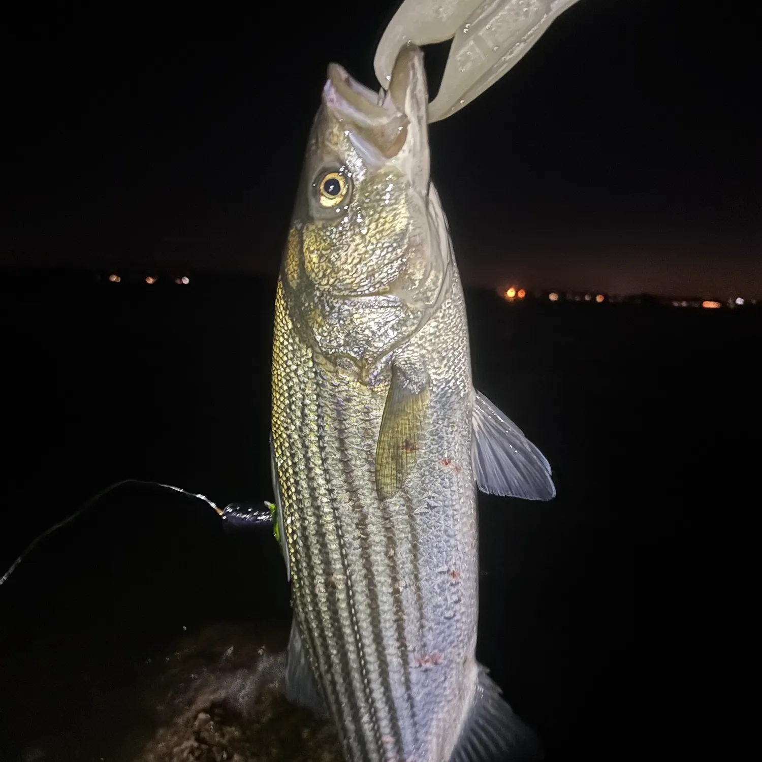 Striped bass caught on Fishbrain