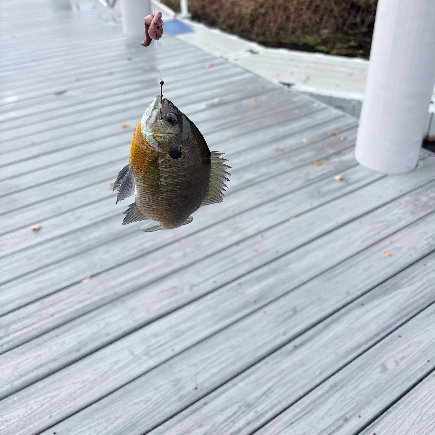 Bluegill caught on Fishbrain