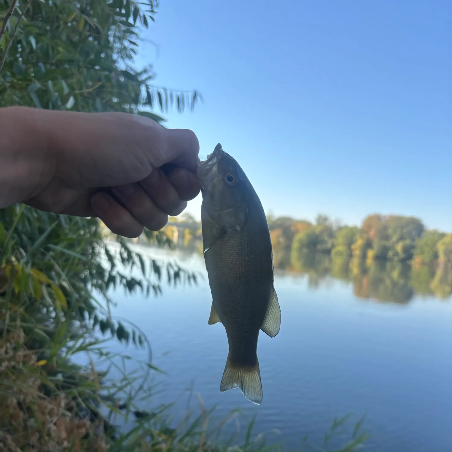 Smallmouth bass caught on Fishbrain