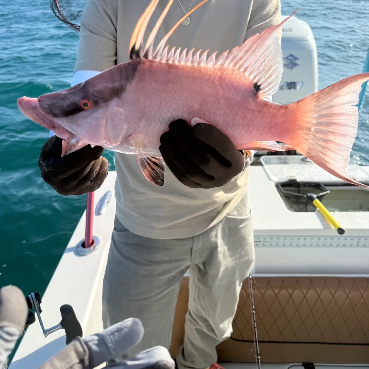 The most recent Hogfish catches on Fishbrain