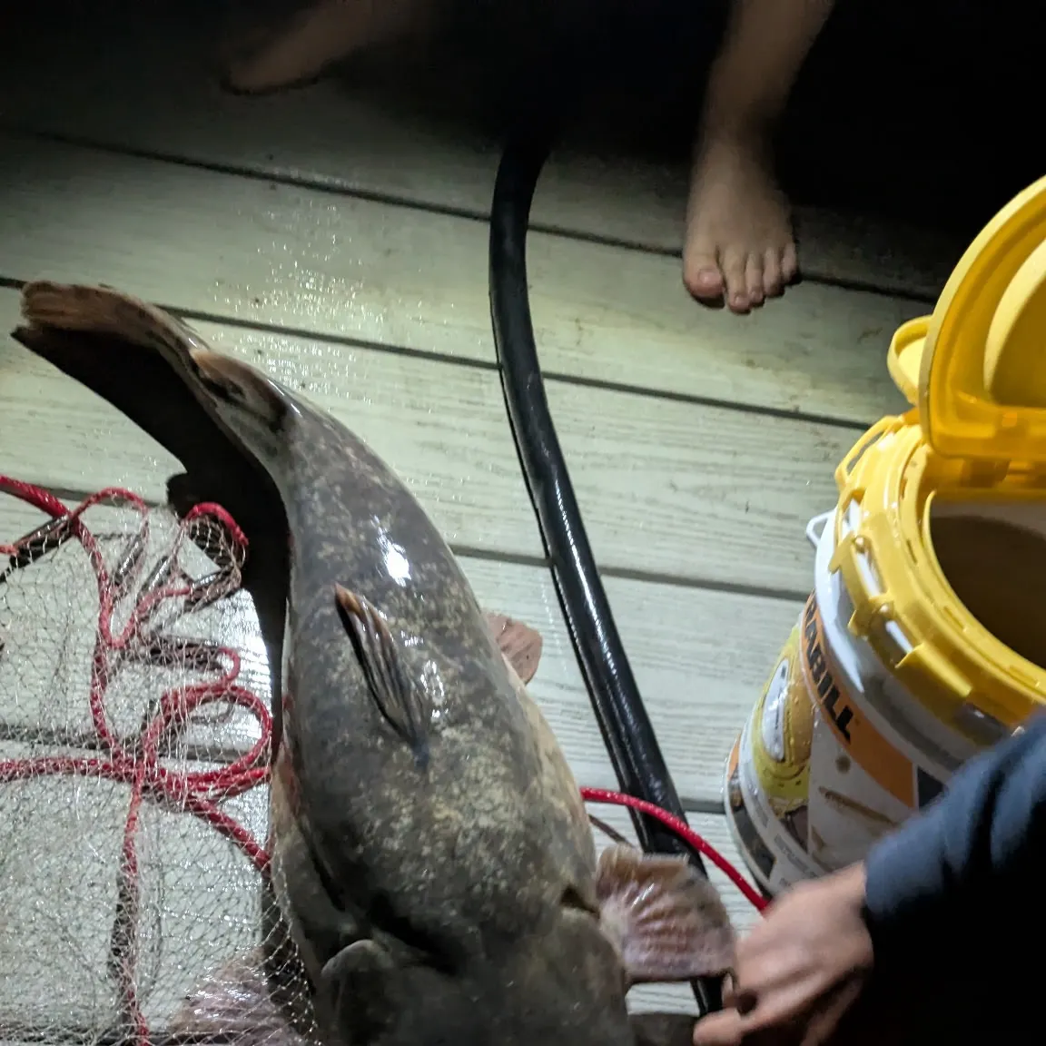 The most recent Flathead catfish catches on Fishbrain