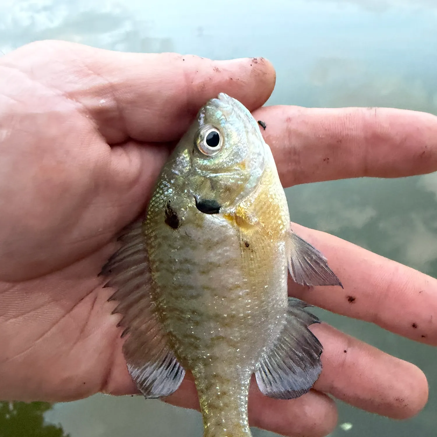 Bluegill caught on Fishbrain