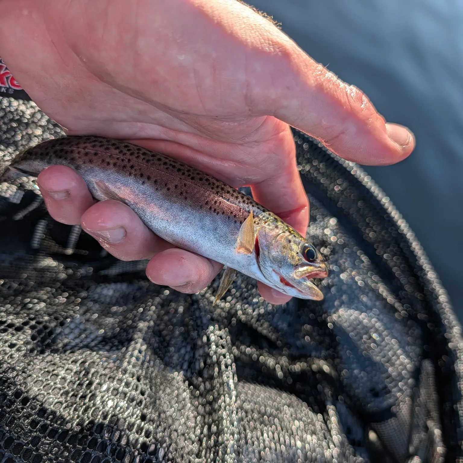 Coastal cutthroat trout caught on Fishbrain