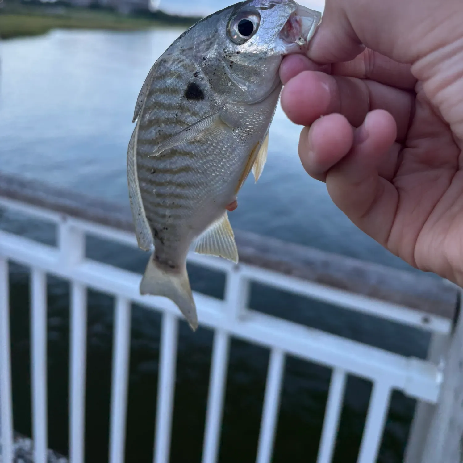 Spot croaker caught on Fishbrain