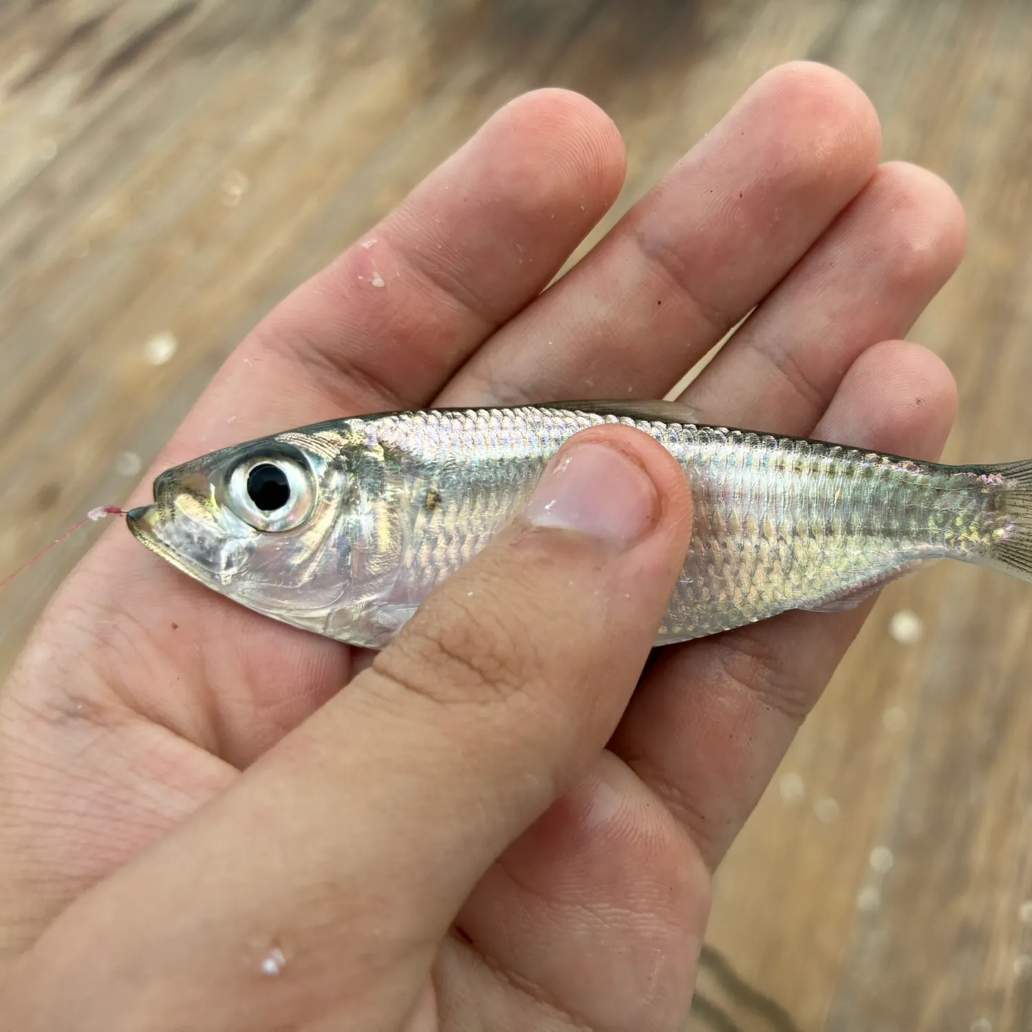 Scaled herring caught on Fishbrain