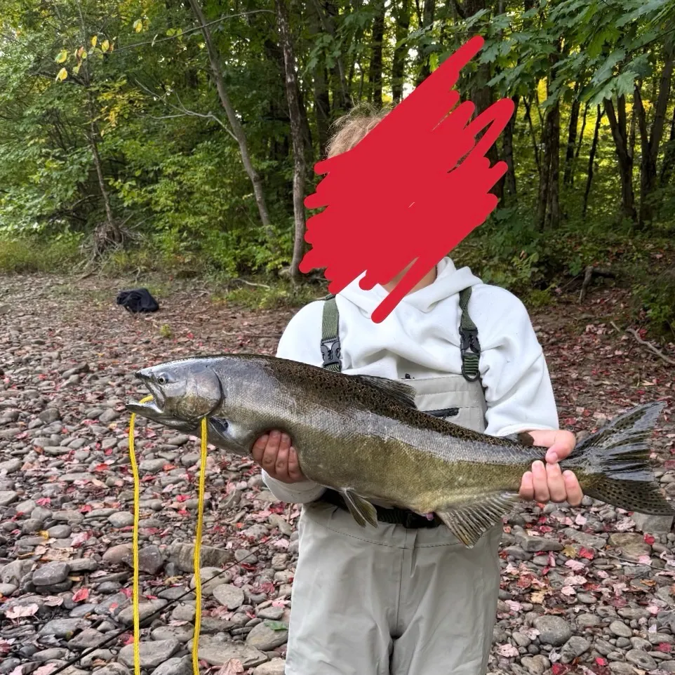 Chinook salmon caught on Fishbrain