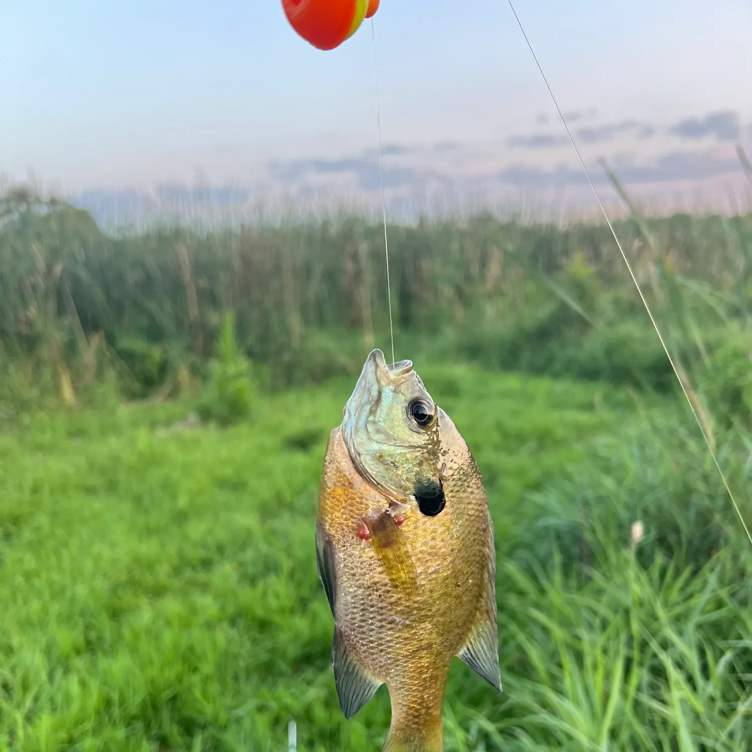Bluegill caught on Fishbrain