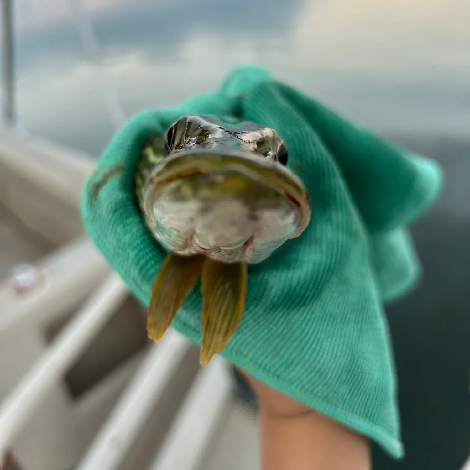 angler catch