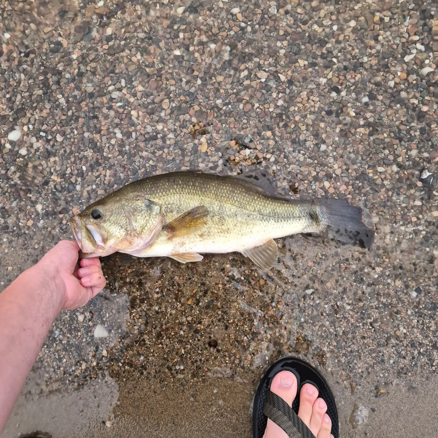 Largemouth bass caught on Fishbrain