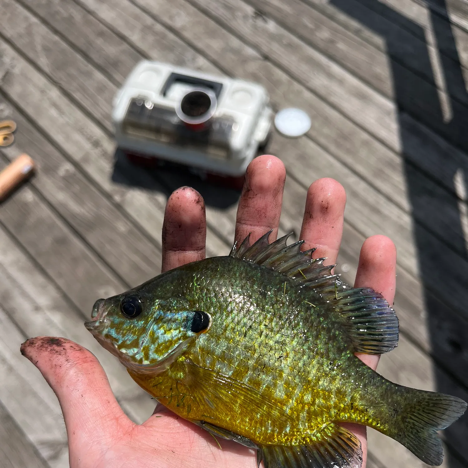 catch