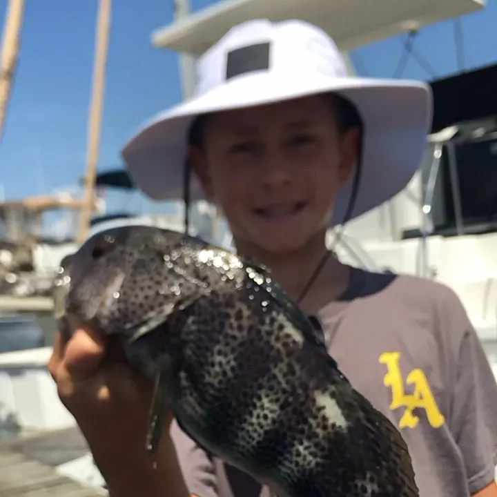 Spotted sand bass caught on Fishbrain
