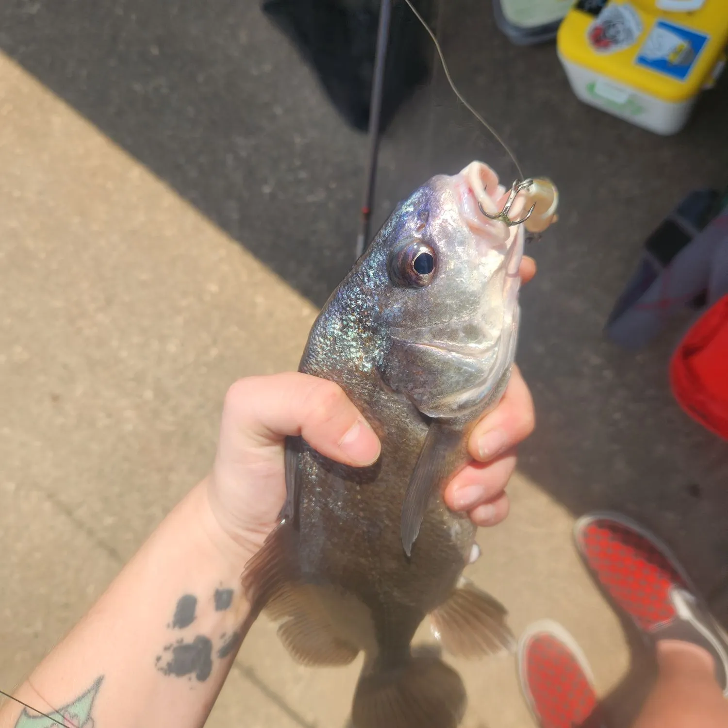 recently logged catches