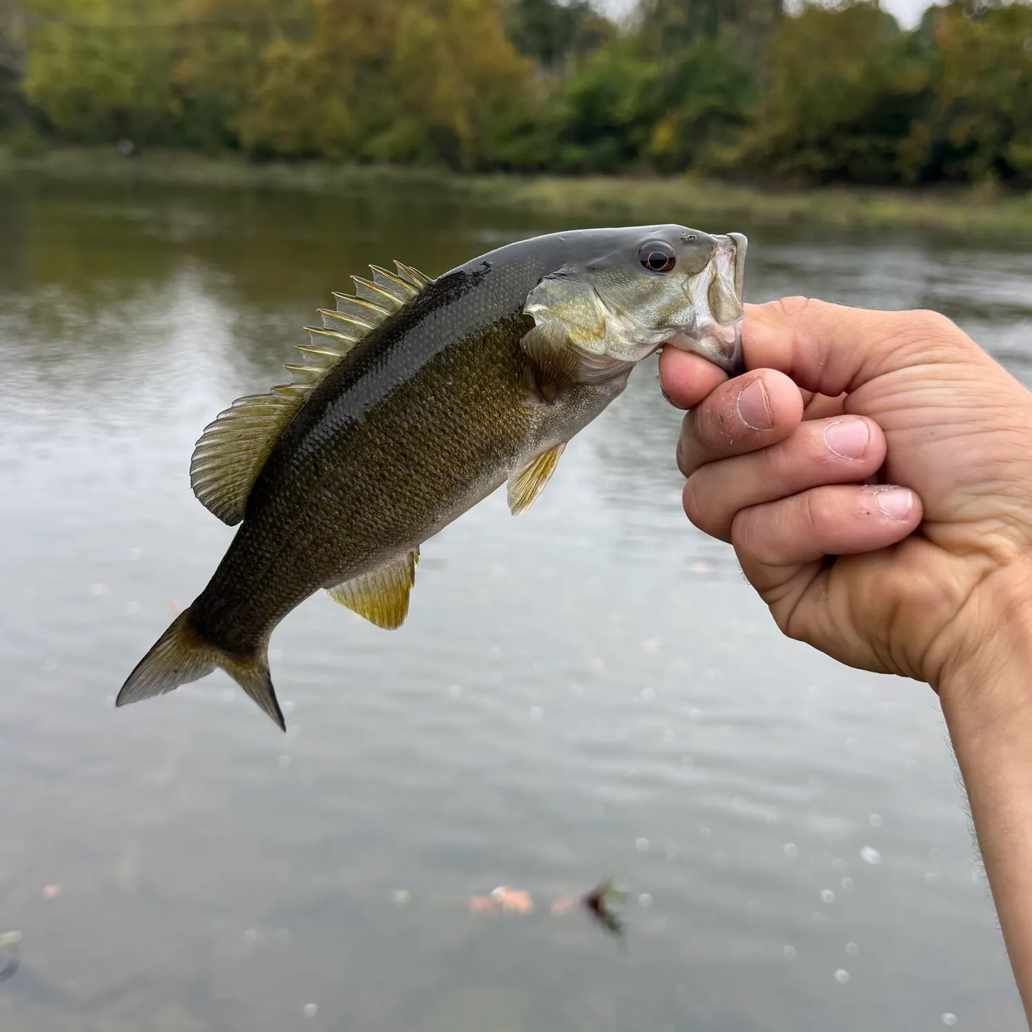 Smallmouth bass caught on Fishbrain