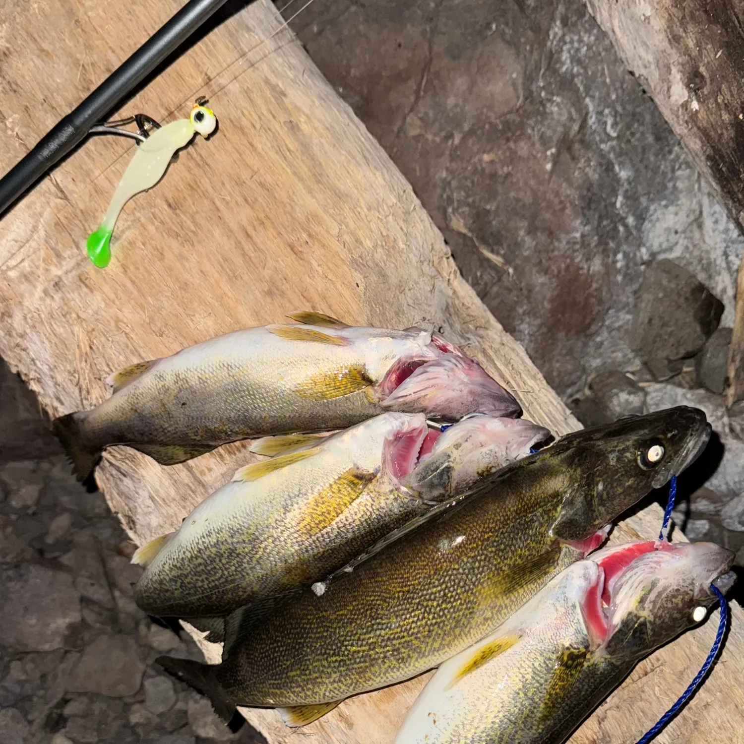 recently logged catches