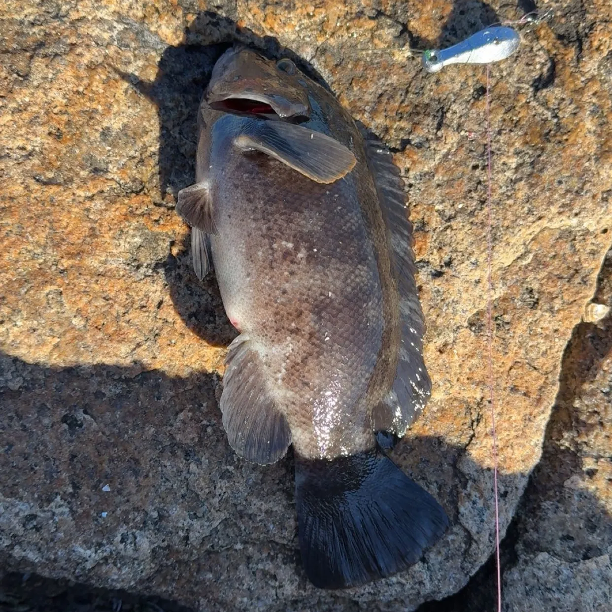 Tautog caught on Fishbrain