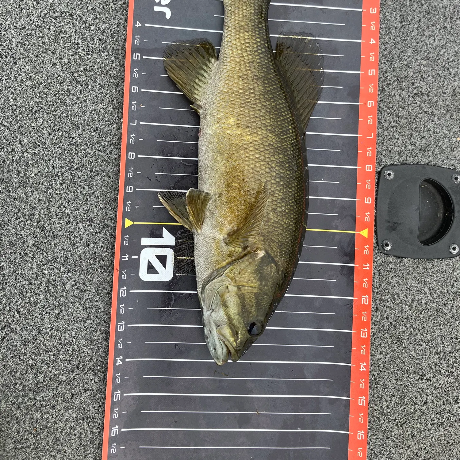 Smallmouth bass caught on Fishbrain