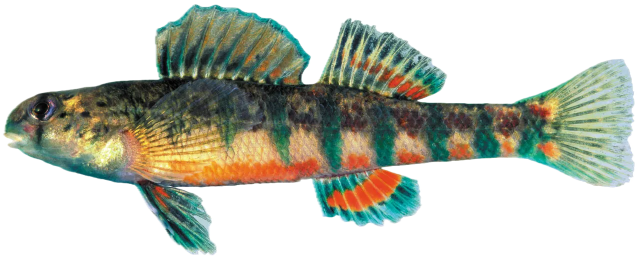 Holiday darter