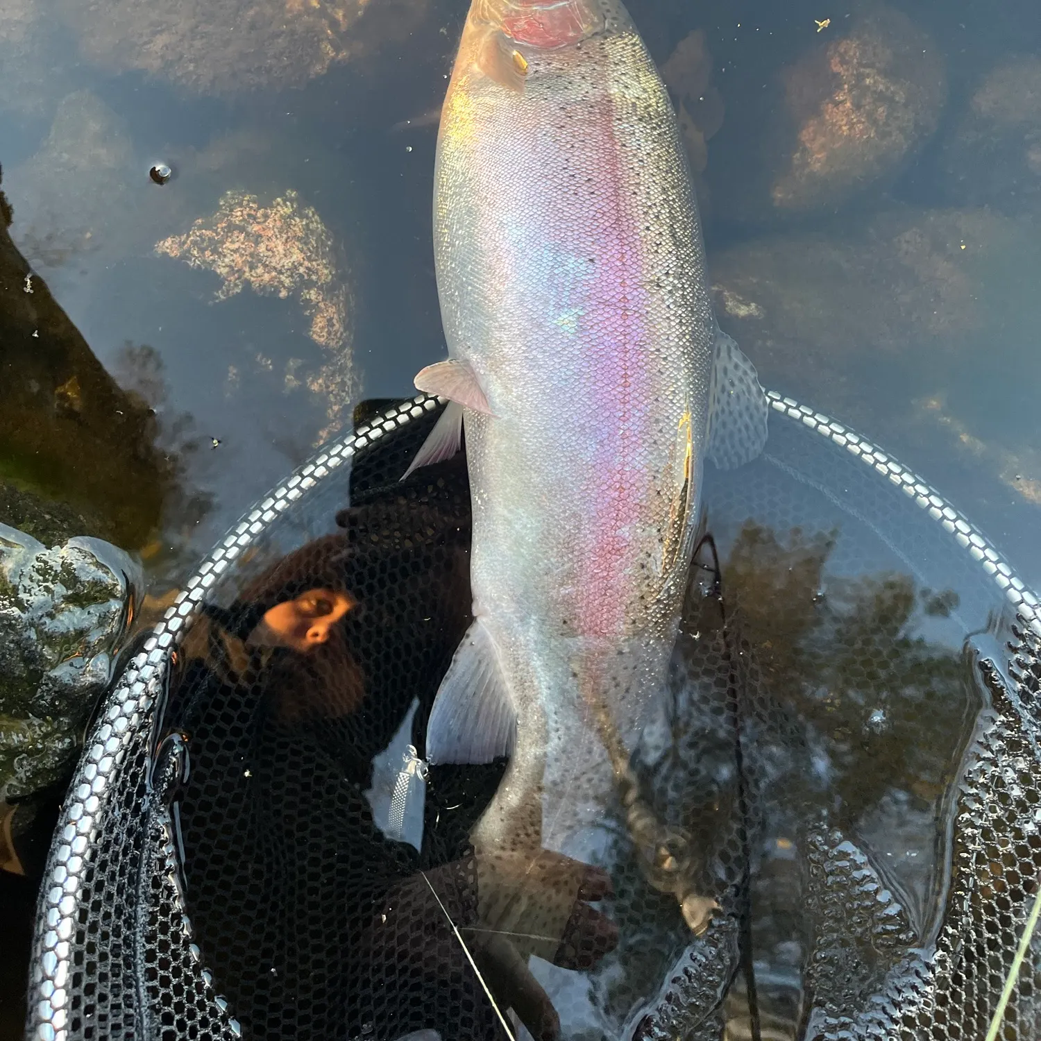 Rainbow trout caught on Fishbrain