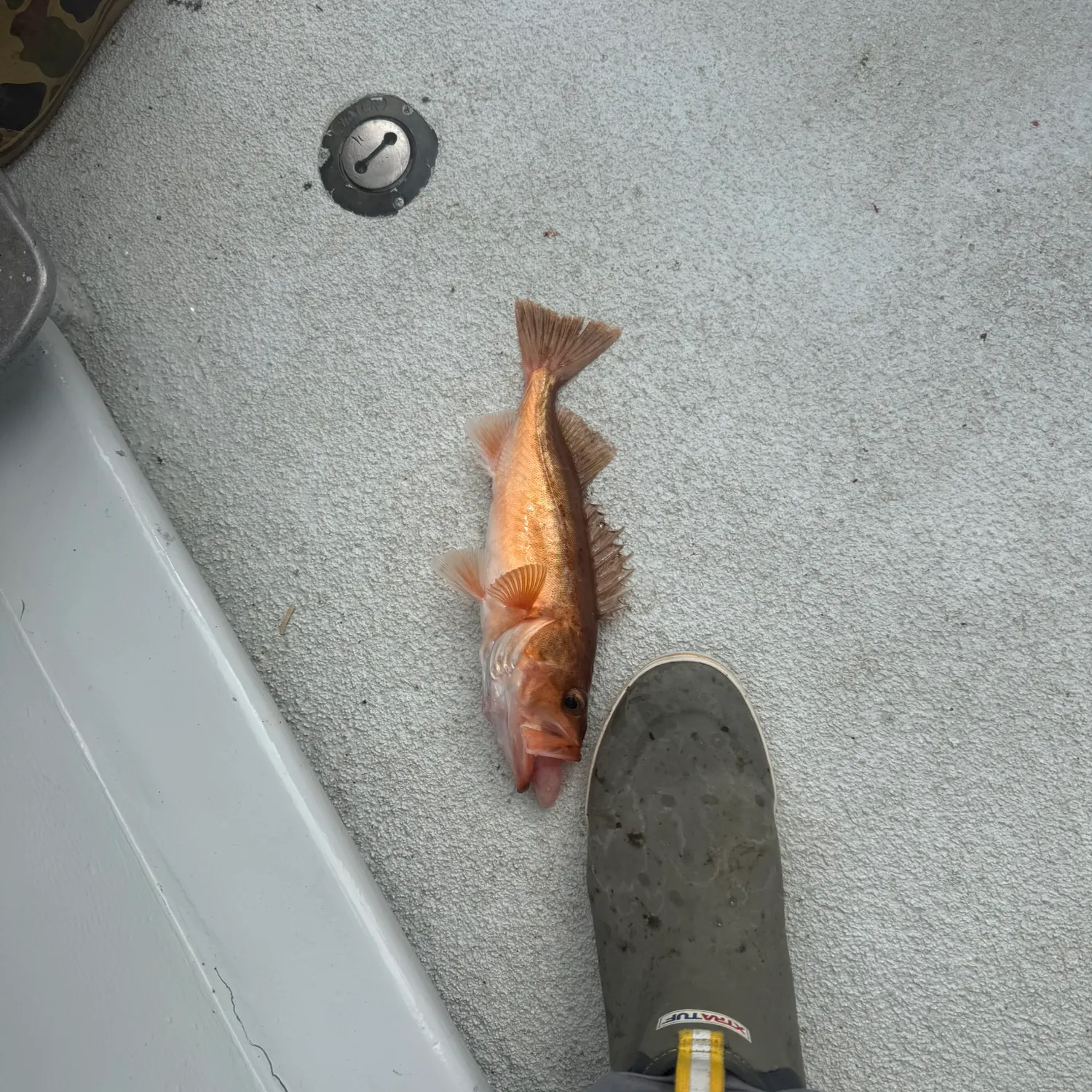 The most recent Vermilion rockfish catches on Fishbrain