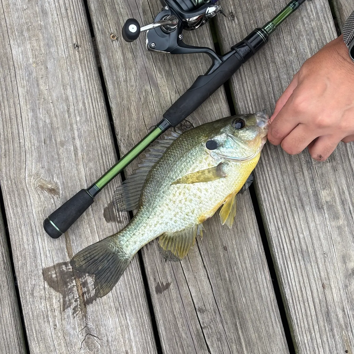 Redear sunfish caught on Fishbrain