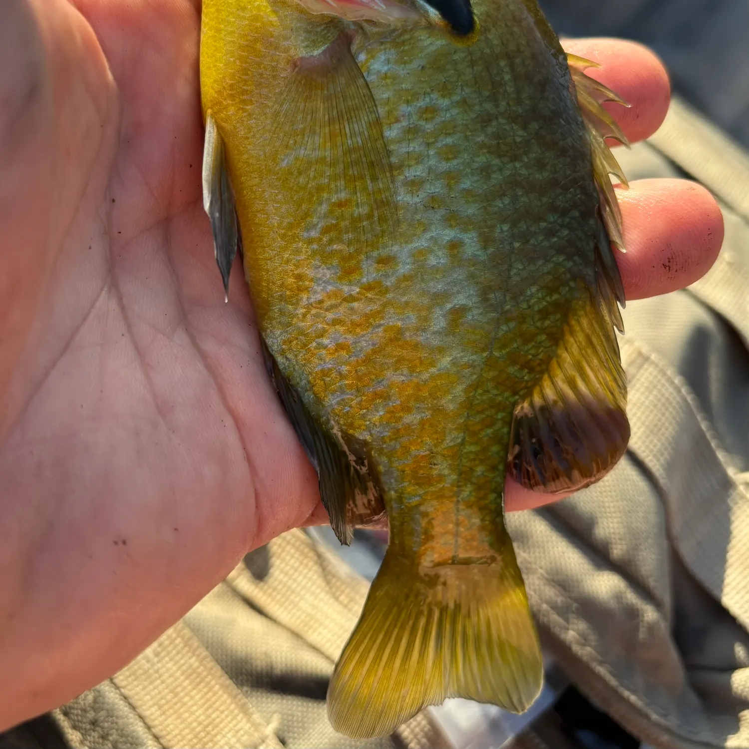 The most recent Redbreast sunfish catches on Fishbrain