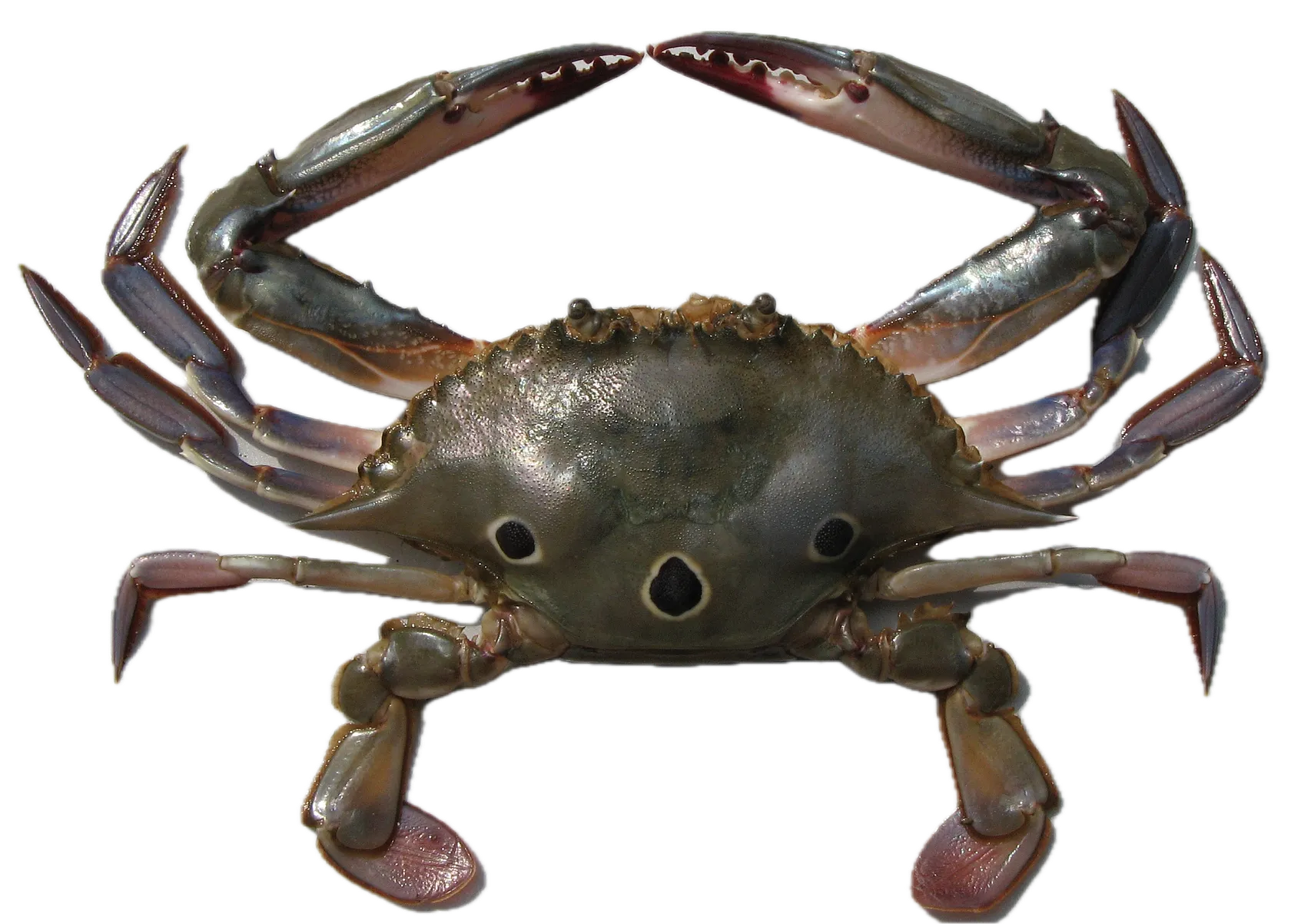 Threespot swimming crab
