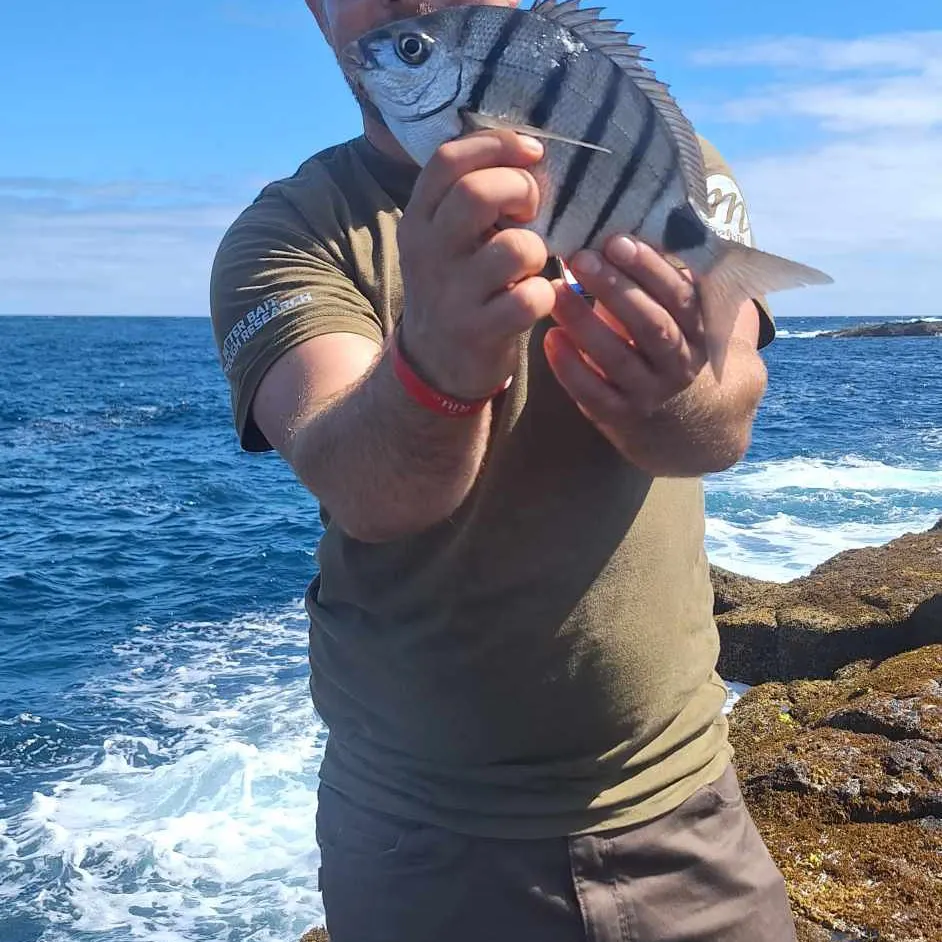 White seabream caught on Fishbrain