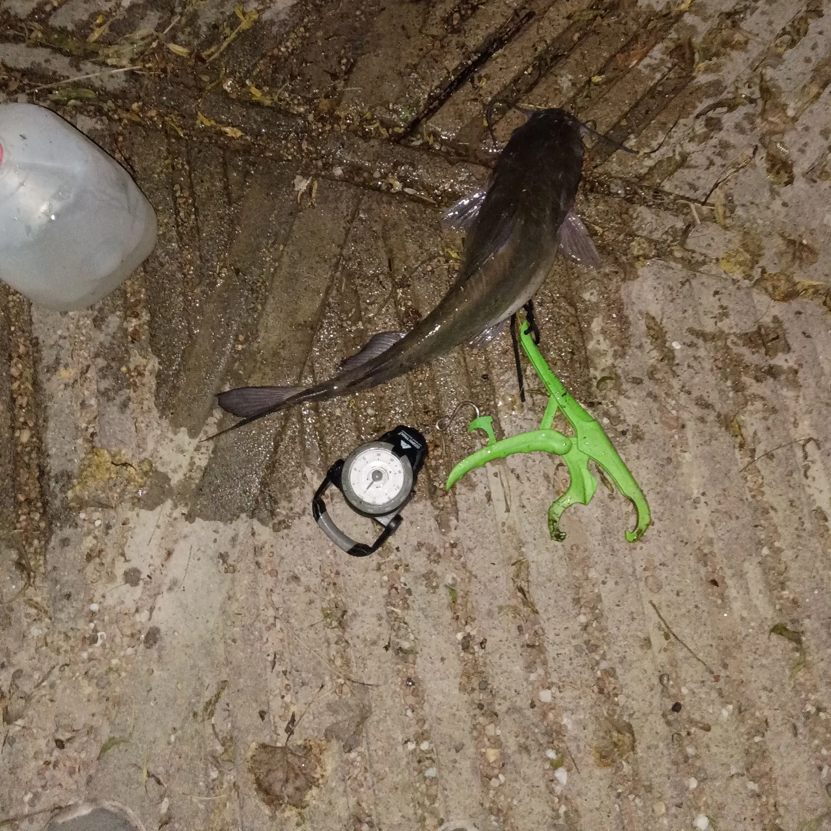 Channel catfish caught on Fishbrain