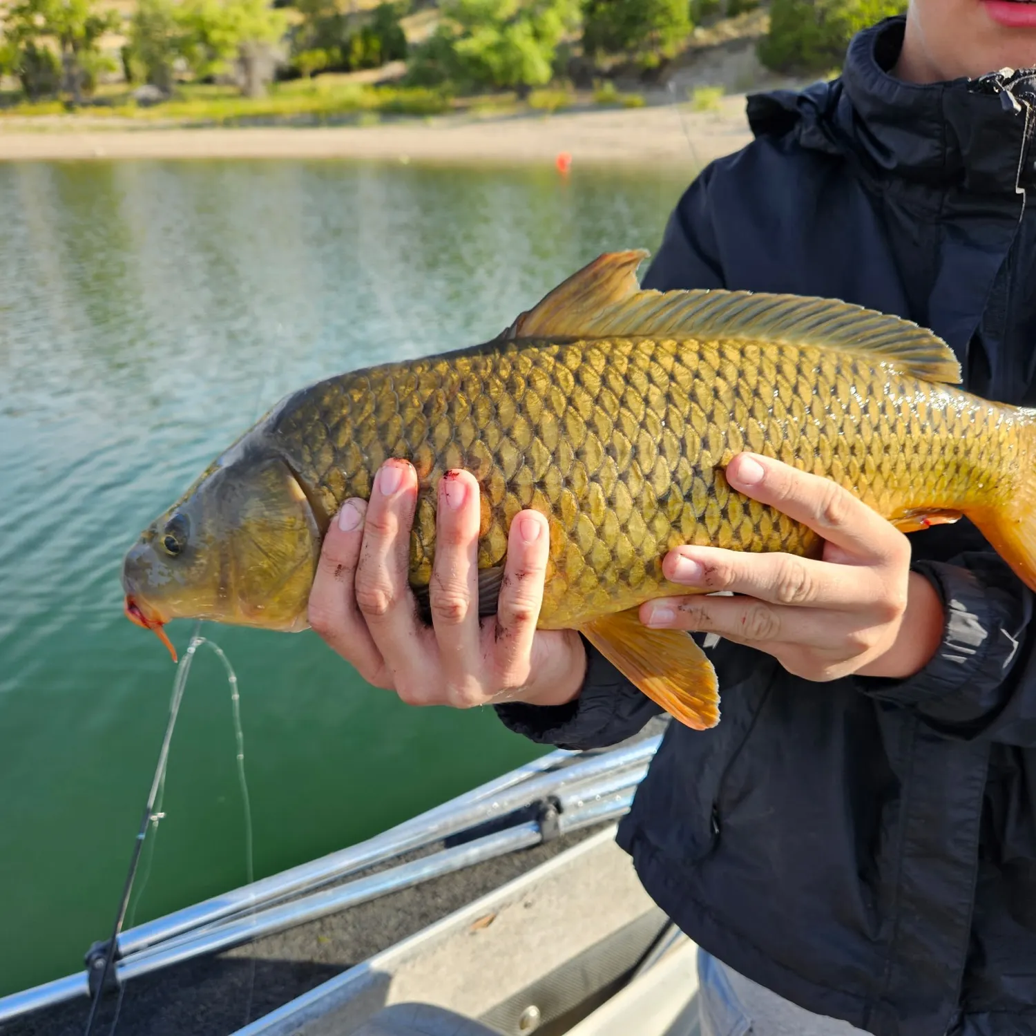 Common carp caught on Fishbrain