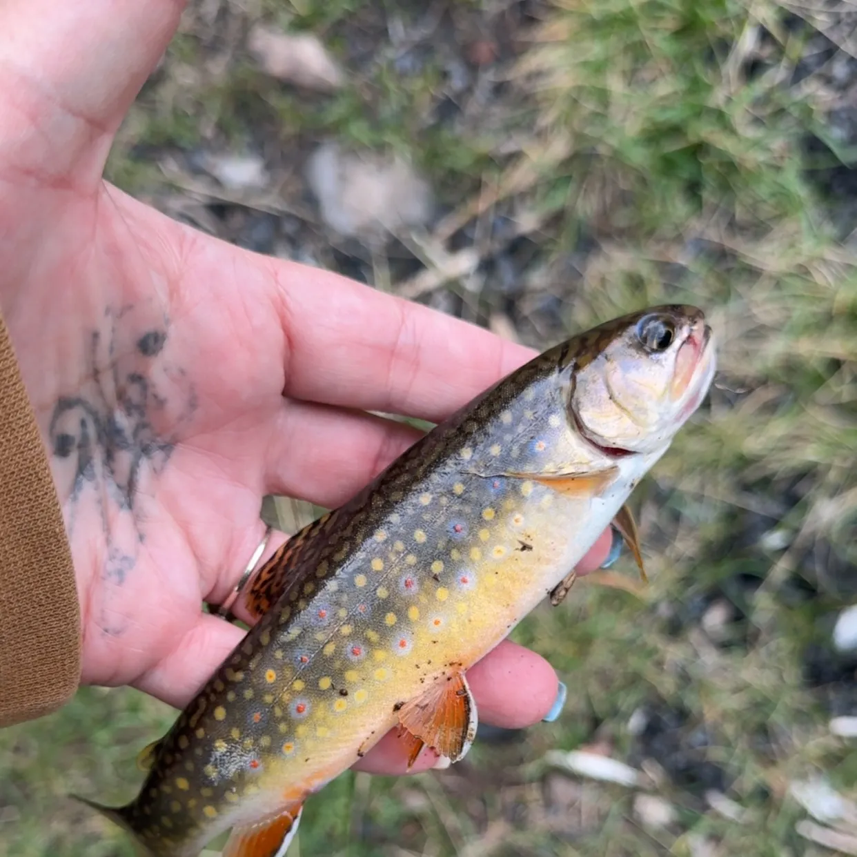 Brook trout caught on Fishbrain