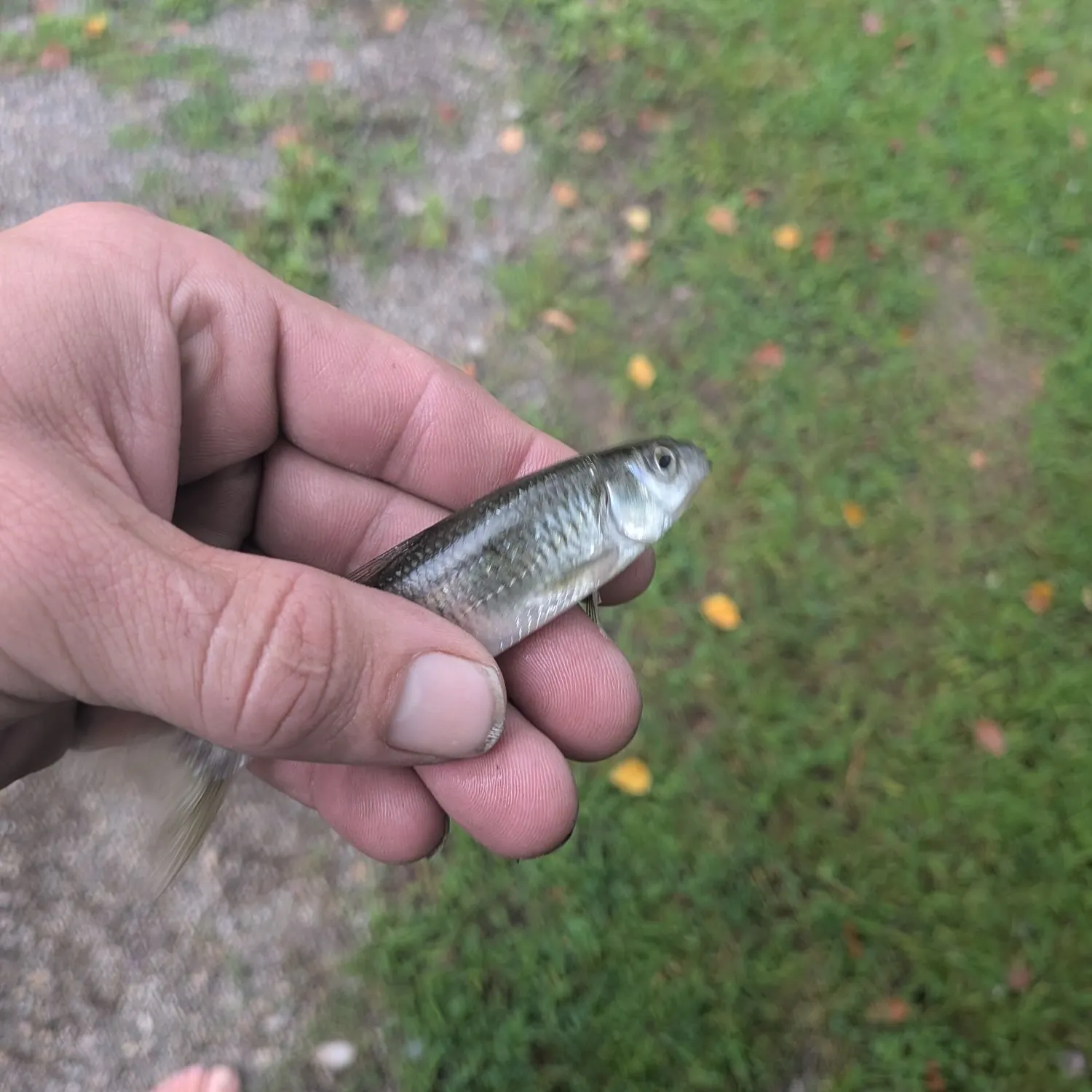 Striped shiner caught on Fishbrain