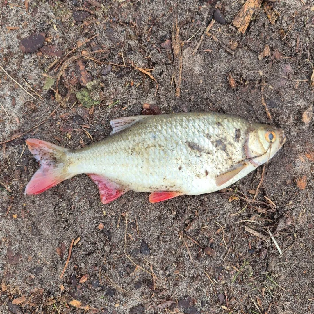 The most recent Common rudd catches on Fishbrain