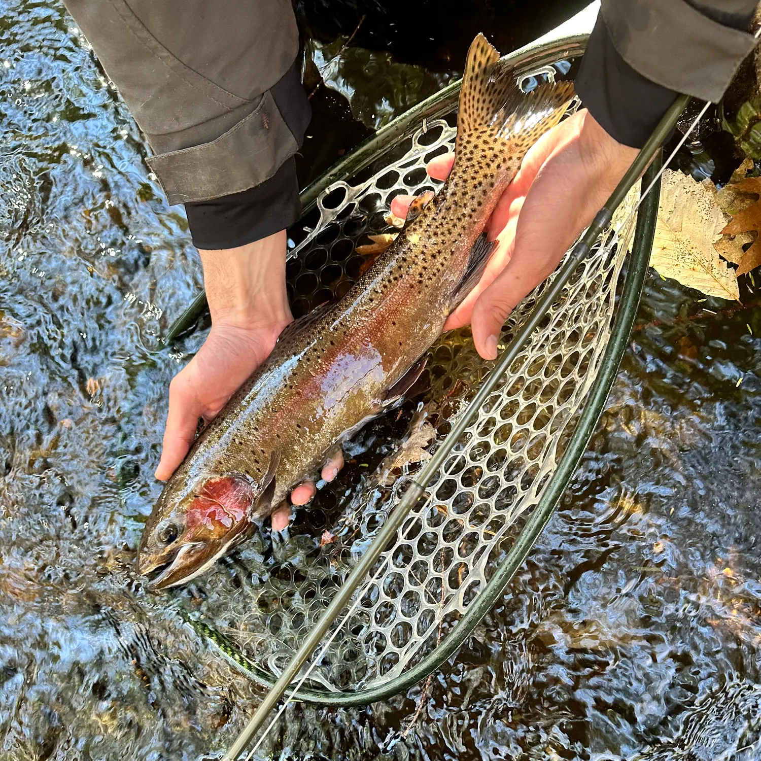 angler catch